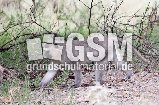 Grüne Meerkatzen (33 von 67).jpg